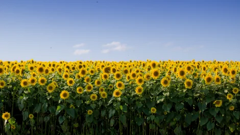 Sunflower 1.jpg